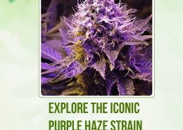 Explore the Iconic Purple Haze Strain