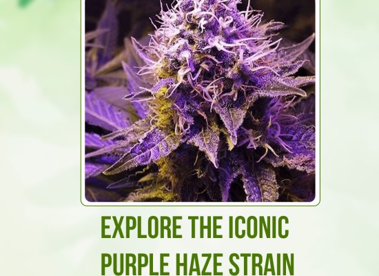Explore the Iconic Purple Haze Strain